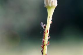 Aphids Stem Macro Close