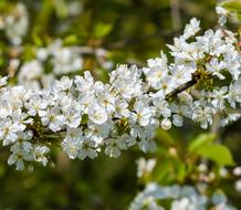 white flowers in spring in the garden