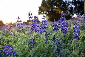 Flora Lupins Nature