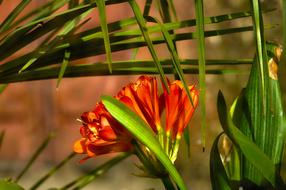 orange blossoms in the foliage