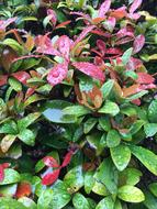 Leaf Nature Flora