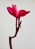 Plumeria Flower Rubra