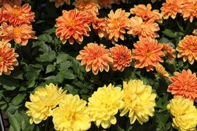 Flower Exhibition Dahlia Colorful