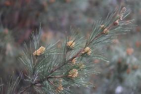 Tree Nature Needle