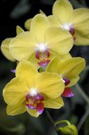 yellow unusual flowers