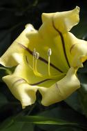 Orchid Flower Blossom