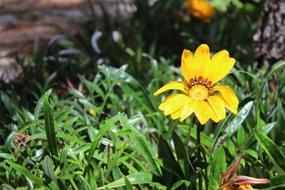 Flower Yellow Petals