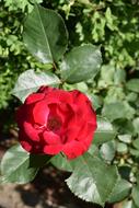 red bud with leaves