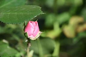 pink closed flower bud