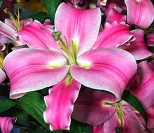 Flower Nature Plant