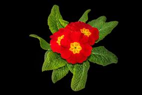 Plant Primrose Flowers