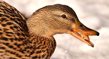 Duck Mallard Eat
