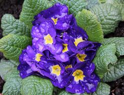 Primula Prymulka Rain Drops Spring