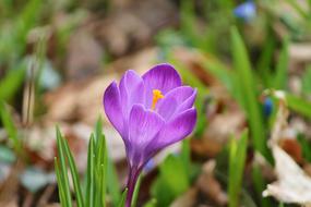 Crocus Spring Lenz Early