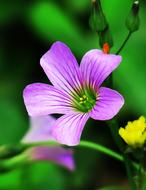 Shamrock Hong Kong Clover Wild