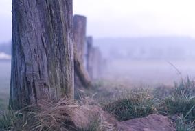 tall logs in the fog