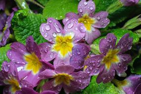Nature Flower Flora