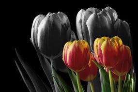 tulips on a black background