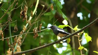 Nature Wildlife Animal