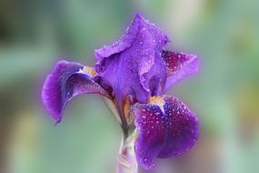 Iris Blossom Bloom Drop Of