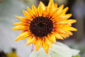 Flower Flora Nature