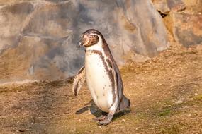 Nature Animals Penguin
