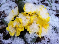 Spring Primroses Flower