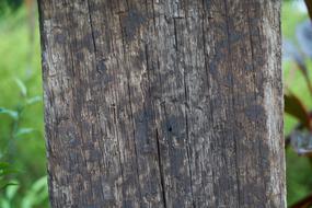 Wood Timber Texture