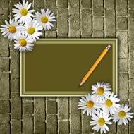 flower nature summer plant wall