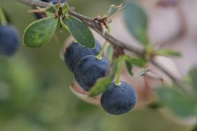 Fruit Nature Food