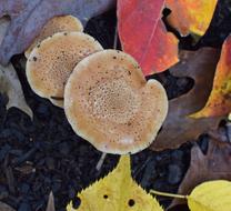 Rain-Wet Fall Mushrooms Mushroom