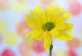 Daisy Yellow Text Space