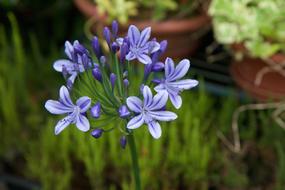 Agapanthus Violet Purple Flower