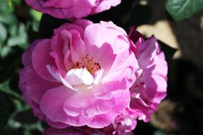 Pink Rose Flower