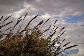 Reeds Sky Clouds