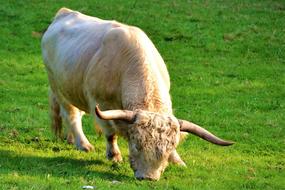 Beef Cow Cattle