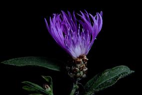 Had Knapweed Blossom Bloom Close