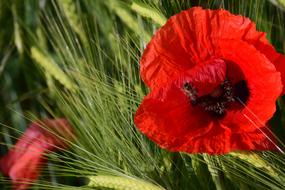 Poppy Cereals Bee