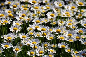 Flower Meadow Daisies Nature