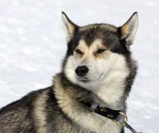 Dog Husky Snow