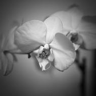 Flower Monochrome Flora