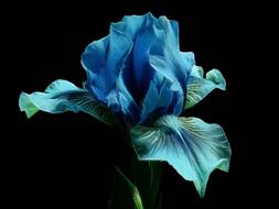 fractalius nature color flower