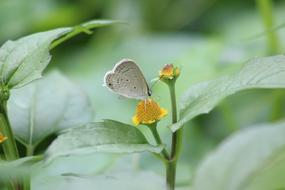 Nature Butterfly Wallpaper