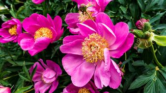 Flower Blossom Bloom