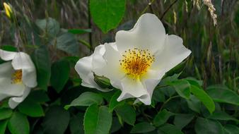 Flower Blossom Bloom