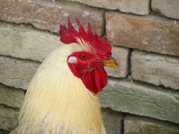 Gallo Campaign Red