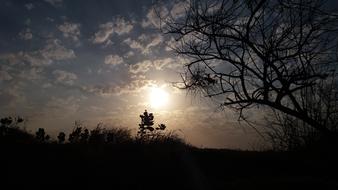 Tree Sunset Dawn