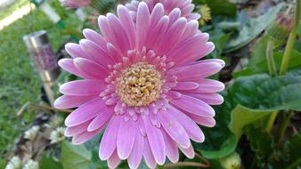 Flower Nature Plant