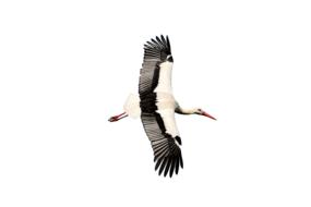 the stork is magnificent and beautiful