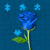 plant flowers flower rosa